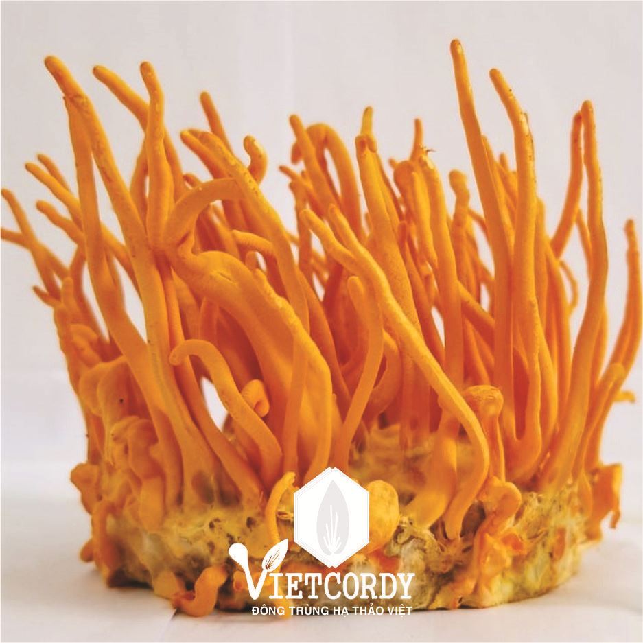 ĐTHT VIETCORDY NGUYÊN HỘP SINH KHỐI TƯƠI